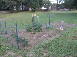 The garden. Did you know that pinwheels help keep pests away?