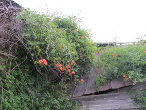 Wild flowers growing on the barn.