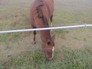 He has plenty of grass.