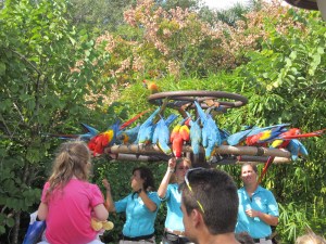 Beautiful macaws and parrots!