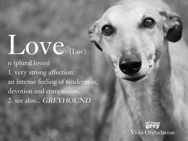 Greyhound Love
